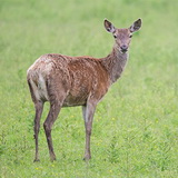 Oostvaardersplassen